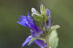 Great blue lobelia